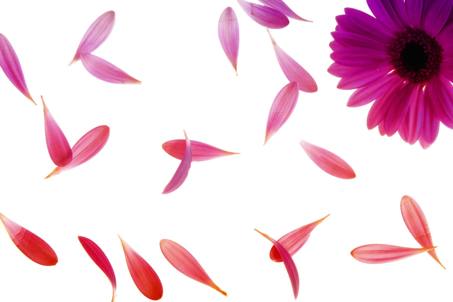 Falling pink daisy petals isolated on a white background, creating a floral artistic composition.